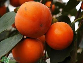 柿子什么季节成熟?柿子什么时候吃最好? 柿子什么季节成熟?柿子什么时候吃最好?