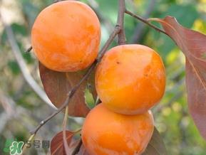 柿子什么季节成熟?柿子什么时候吃最好? 柿子什么季节成熟?柿子什么时候吃最好?