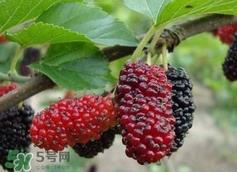 自制桑葚酒的危害_自制桑葚酒有毒吗 自制桑葚酒的危害_自制桑葚酒有毒吗