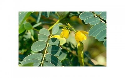 甄子丹老婆照片