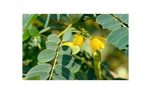 甄子丹老婆照片 甄子丹老婆照片