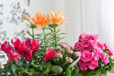 ​教你制作最简单的矾肥水，不发臭，用来养花叶子绿的似“流油”