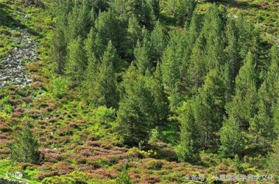 常说甲乙木属东方,究竟甲乙木有何不同?同样是木又何须分开论述