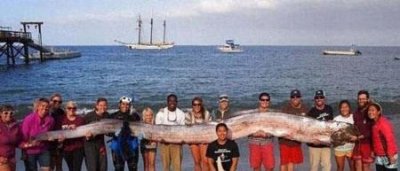 ​揭秘深海巨兽-巨型皇带鱼，最长可达到17米