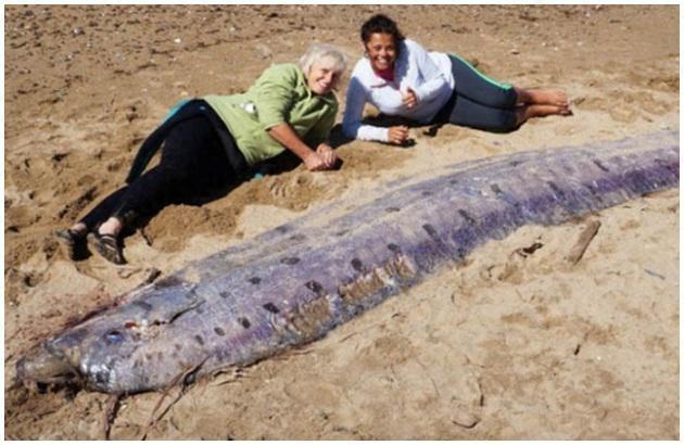 揭秘深海巨兽——巨型皇带鱼，最长可达到17米