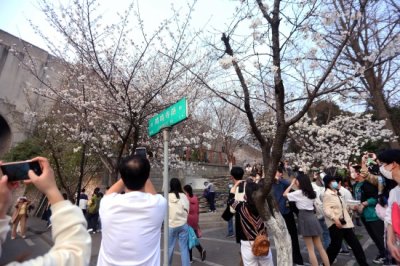 ​最美“樱花大道”来了！鸡鸣寺路樱花盛开