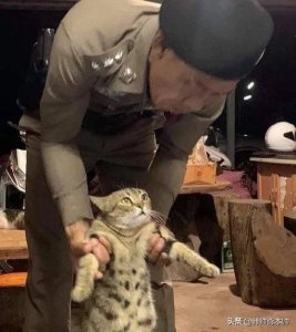 最新“社会猫”表情包,拿图吱声