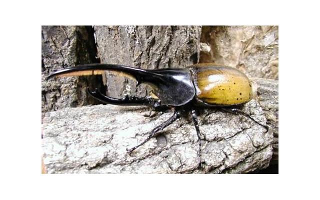 如何增加夫妻间情趣? 如何增加夫妻间情趣?