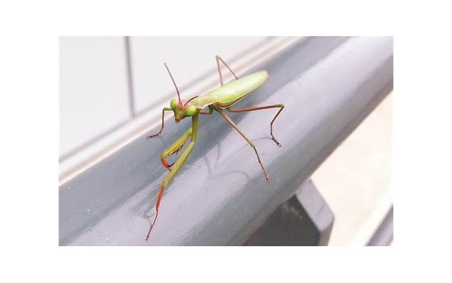 怎么挽回双子男,和双子座分手复合技巧 怎么挽回双子男,和双子座分手复合技巧