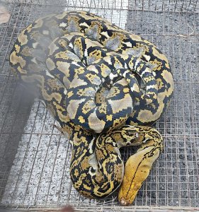 高中校园竟发现濒危物种-网纹蟒