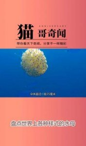 老番茄女友‘水母哥’:一个美丽学姐的另类昵称