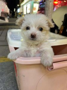 小奶狗男朋友”是什么梗?揭秘姐弟恋的甜蜜关系