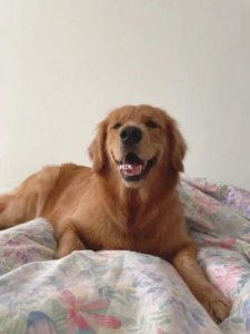 十大禁止安装应用安装包下载:我家大金毛卡住怎么办?成热门求助话题