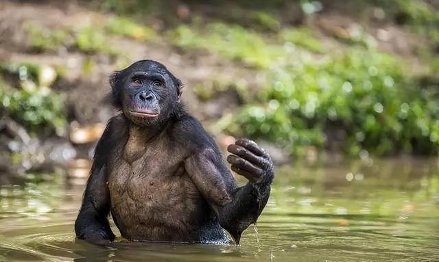 捕获?拍摄?曝光?找到美人鱼实锤证据?为何说或是人类祖先?