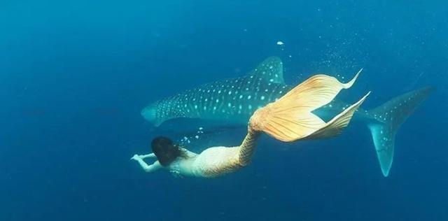 捕获?拍摄?曝光?找到美人鱼实锤证据?为何说或是人类祖先?