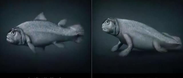 捕获?拍摄?曝光?找到美人鱼实锤证据?为何说或是人类祖先?