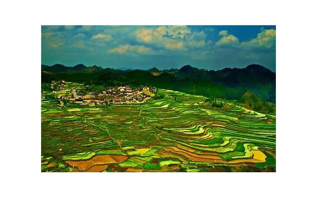 十一月开什么花 十一月开什么花供上案 十一月开什么花 十一月开什么花供上案