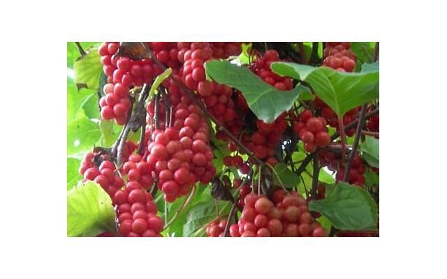 双子座到底是什么样的人(双子座的人有哪些) 双子座到底是什么样的人(双子座的人有哪些)