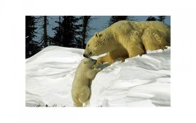 结婚父母不同意怎么办