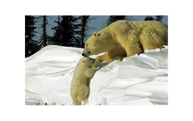 结婚父母不同意怎么办 结婚父母不同意怎么办