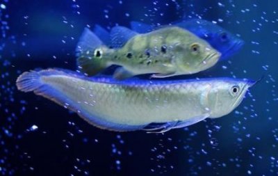 怎么治鱼缸水白雾小妙招为什么鱼缸会变浑浊