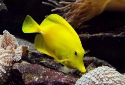 章鱼的天敌 海鳗咬住不松口咬掉章鱼一条腿