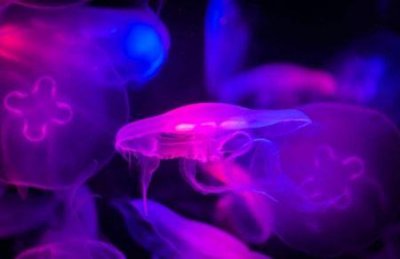 爱神带水母:海洋优雅的游泳者颜色美丽的透明水母