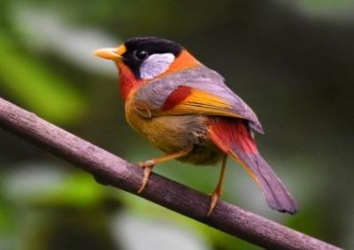 ​紫寿带鸟：拥有紫色的20厘米长尾神秘而美丽