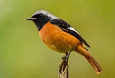 ​长尾阔嘴鸟：长有宽阔鸟喙爱在水面上建造梨形巢穴