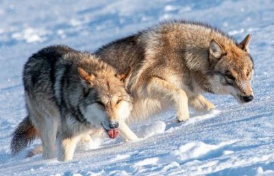 ​重庆僵尸事件未解之谜 吃完狼狗咬死的猪后见人就咬原来是疯猪病