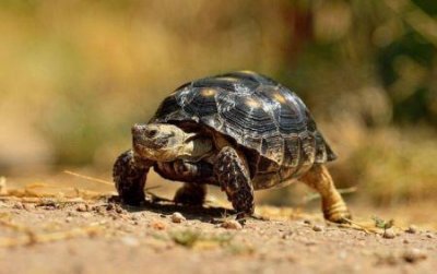 ​地球上最大的乌龟排行榜  加拉帕戈斯象