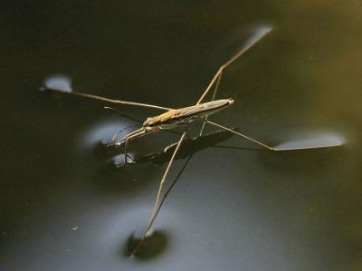 ​地球上最长寿的树 瑞典一颗云杉的树