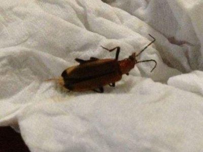 ​红蚂蚁咬了红肿痒怎么办？碱性水洗 毒性不大切勿抓挠