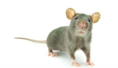 ​沙狐：一种耐旱的沙漠狐狸擅长挖洞喜欢吃鼠类