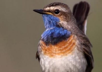 ​斑文鸟：为了繁殖努力筑巢 相当有毅力的一种鸟