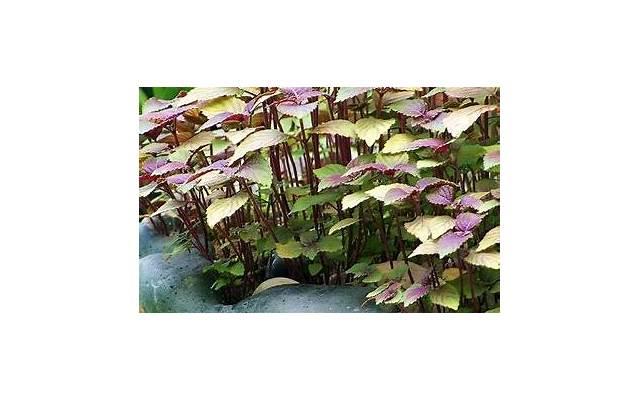 石斛的功效与作用是什么 紫皮石斛有哪些食用方法 石斛的功效与作用是什么 紫皮石斛有哪些食用方法