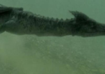 ​未解之谜：科比身体碎了？科比身体碎了哪些地方