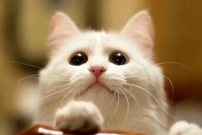 ​兔子冬天吃什么树叶？兔子冬天吃什么树叶比较好