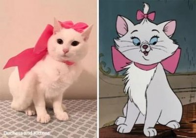 ​鹦鹉红肿突出？鹦鹉红肿突出如何回事