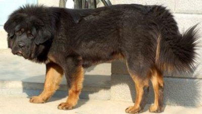 ​狼狗打架排行榜  ，狼犬打架观看