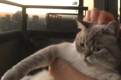 ​养草龟的正确方法？草龟要养多长时间才认主人