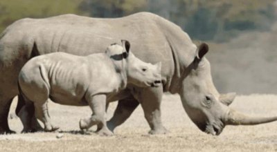 ​全球范围内的野生动物种类有哪些
