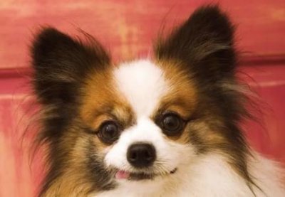 ​鹦鹉鱼增红的方法鹦鹉鱼变红不褪色的八个小技巧