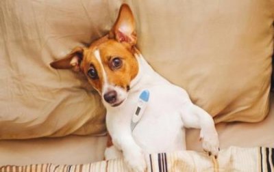 ​长寿乌龟的寿命，长寿的乌龟 品种