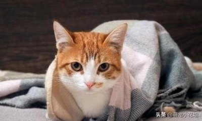 ​金太阳鹦鹉保护级别金太阳鹦鹉什么价位