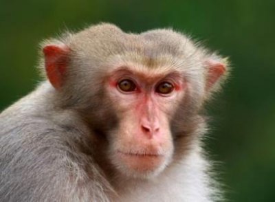 ​灭绝的回声：揭示哺乳动物未来挑战的新方法