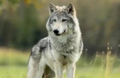 ​背信弃义的狼