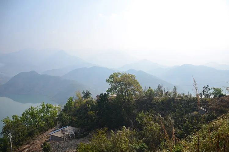白莺山古树茶特点(花蜜香清香独绝越喝越通透)