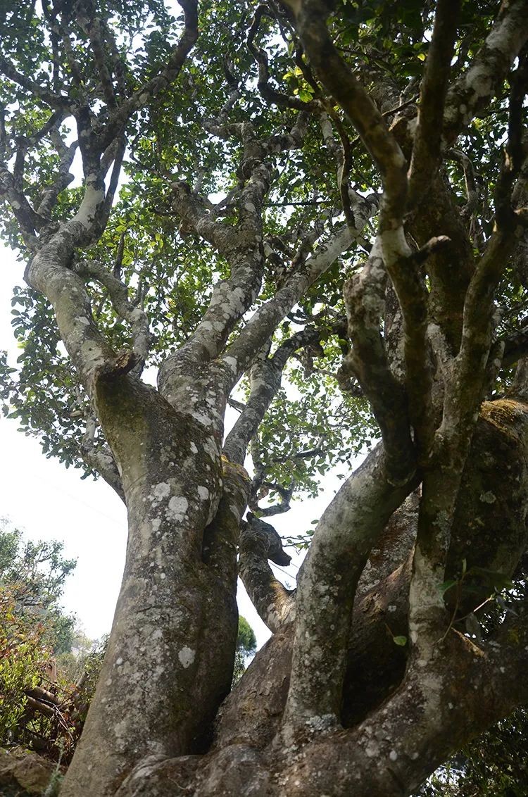 白莺山古树茶特点(花蜜香清香独绝越喝越通透)