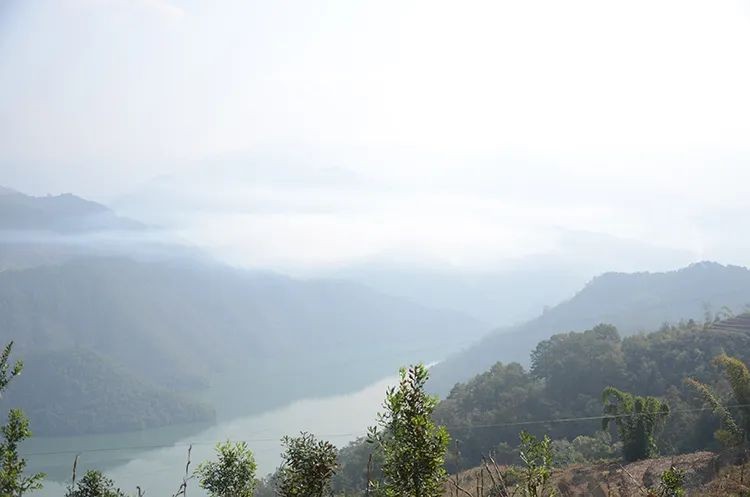 白莺山古树茶特点(花蜜香清香独绝越喝越通透)
